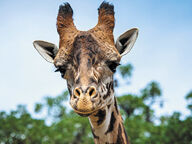 p26Giraffe.jpg